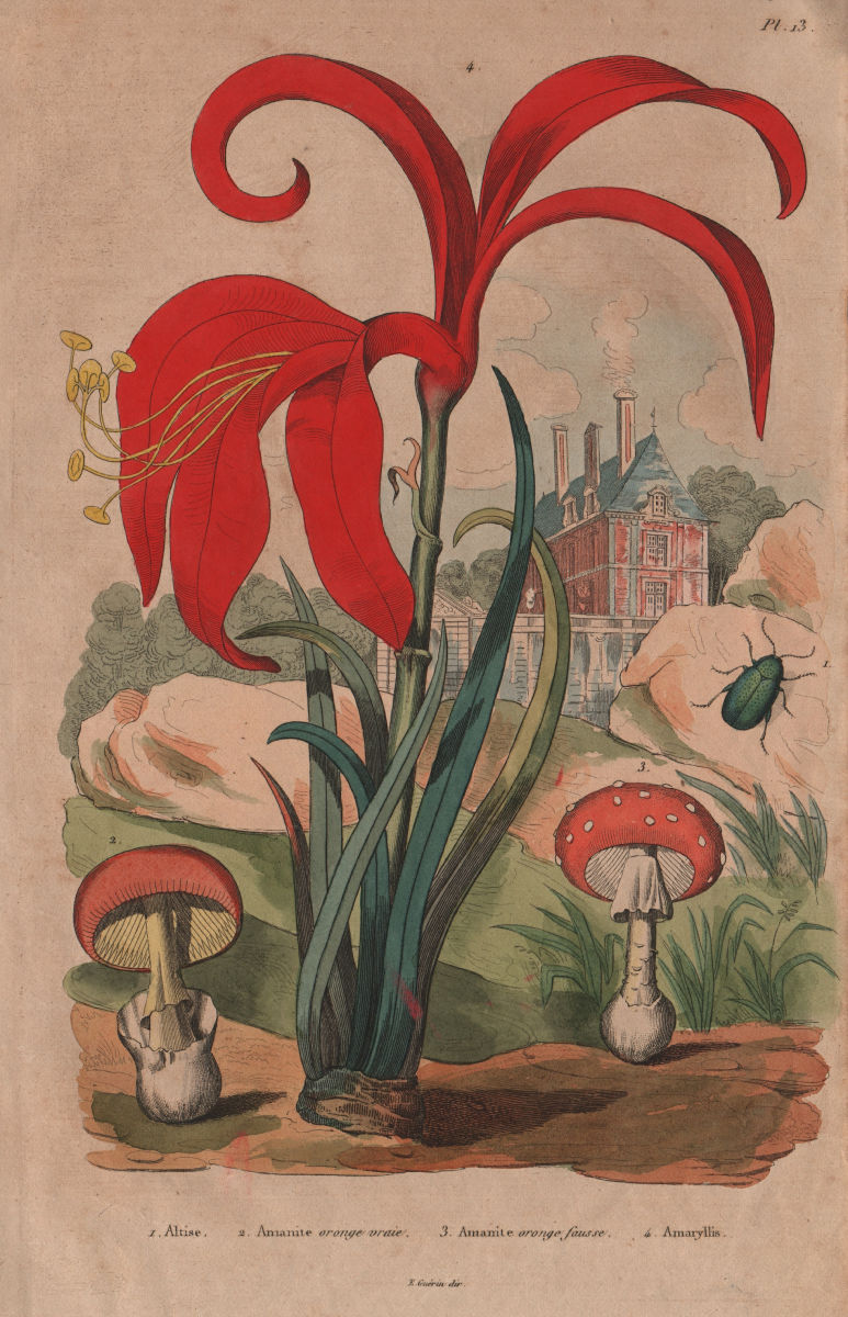 Amanita caesarea (Caesar Mushroom)/muscaria (fly agaric). Amaryllis 1833 print